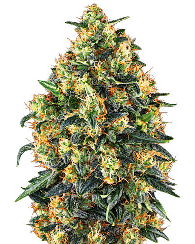 Cannabisblüte einer Autoflowering-Sorte