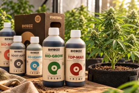 BioBizz-Dünger neben einer blühenden Cannabispflanze im Pflanztopf