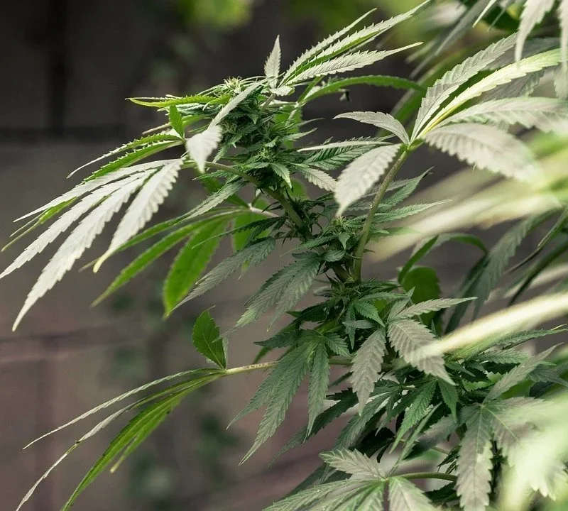 Anatomie der Cannabis-Pflanze mit Blättern und Blüten