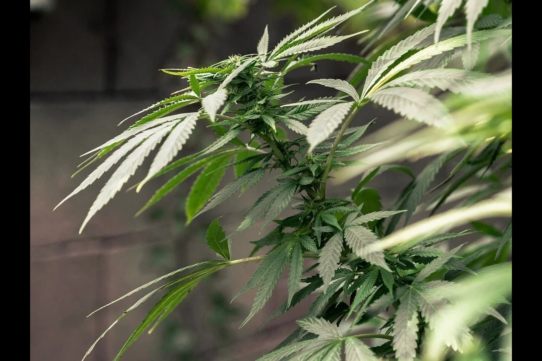 Anatomie der Cannabis-Pflanze mit Blättern und Blüten