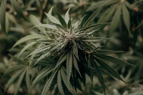 Cannabisblüte und Hanfblätter an einer Pflanze im Growmedium
