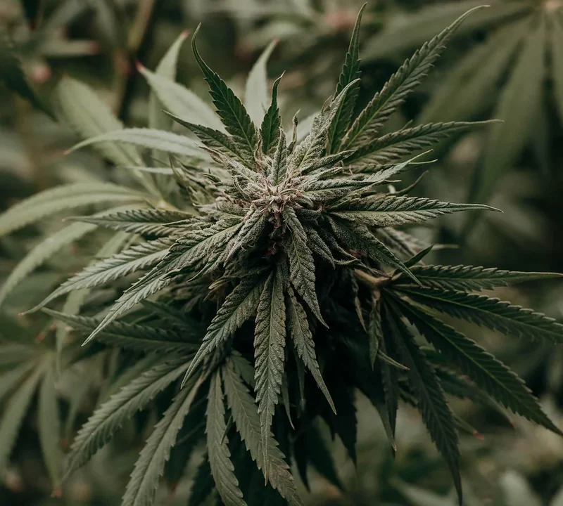 Cannabisblüte und Hanfblätter an einer Pflanze im Growmedium