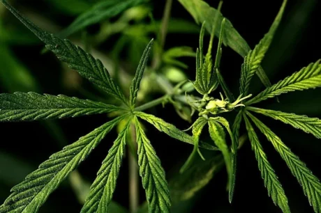 Blütenbildung der Cannabispflanze in der Blütephase
