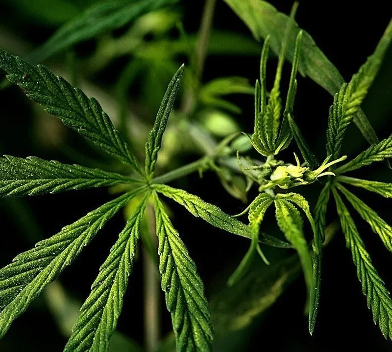Blütenbildung der Cannabispflanze in der Blütephase