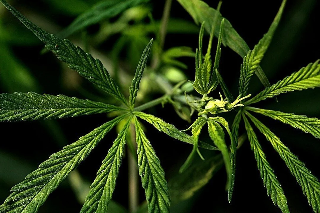 Blütenbildung der Cannabispflanze in der Blütephase
