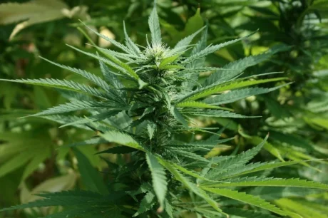 Selbst angebaute Hanfpflanze von einem Homegrower aus Colorado