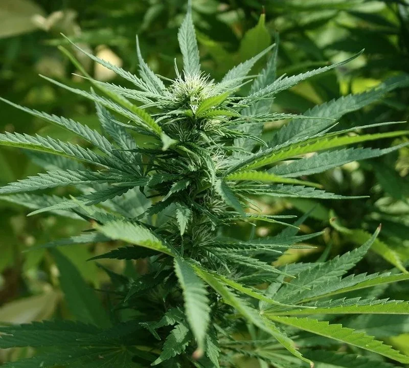 Selbst angebaute Hanfpflanze von einem Homegrower aus Colorado
