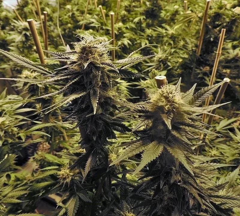 Femisierte Cannabis-Genetik für den Eigenanbau