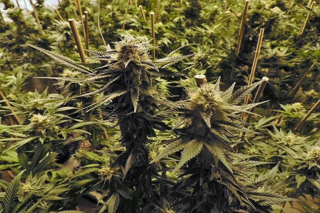 Femisierte Cannabis-Genetik für den Eigenanbau