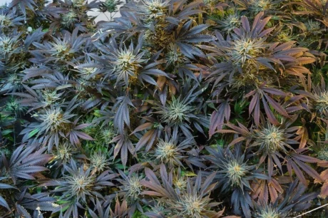 Genetische Eigenschaften von Cannabis-Sorten