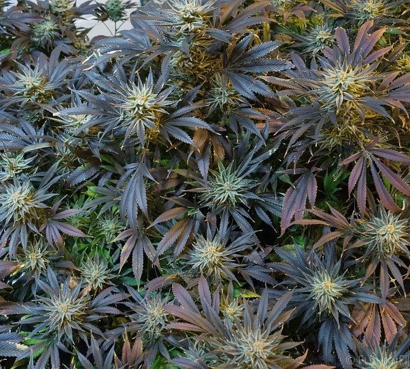 Genetische Eigenschaften einer Cannabispflanze