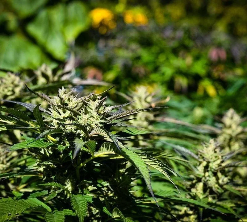 Genotyp und Phänotyp einer Cannabispflanze