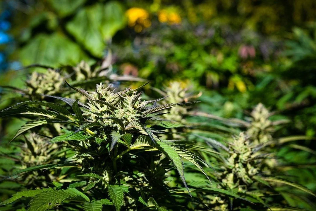 Genotyp und Phänotyp einer Cannabispflanze