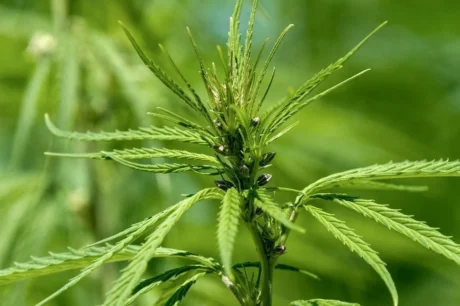 Männliche und weibliche Cannabispflanzen unterscheiden