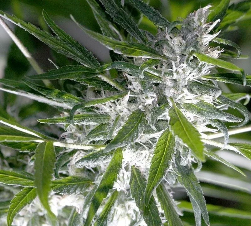 Cannabis-Hybrid mit weißer Blüte