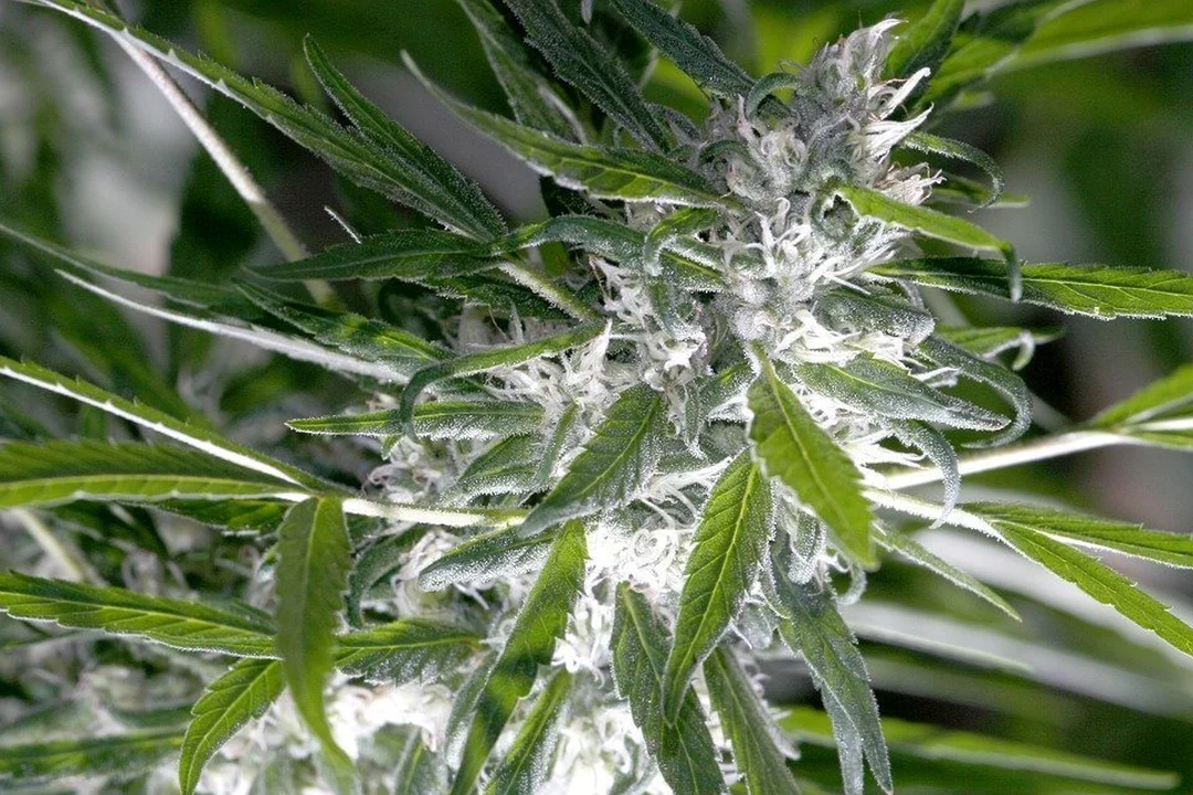 Cannabis-Hybrid mit weißer Blüte