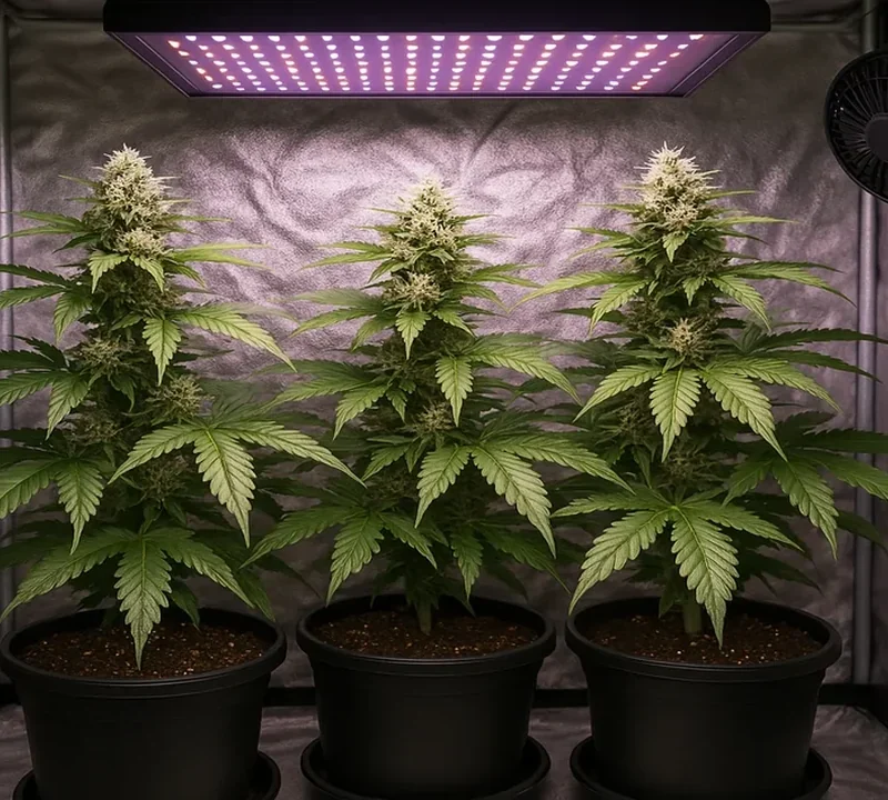 Indoor-Cannabis-Growbox mit drei blühenden Pflanzen unter LED-Licht und Ventilator