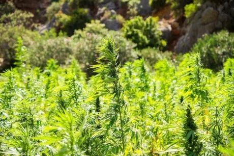 Cannabis-Landrasse als historische Sorte
