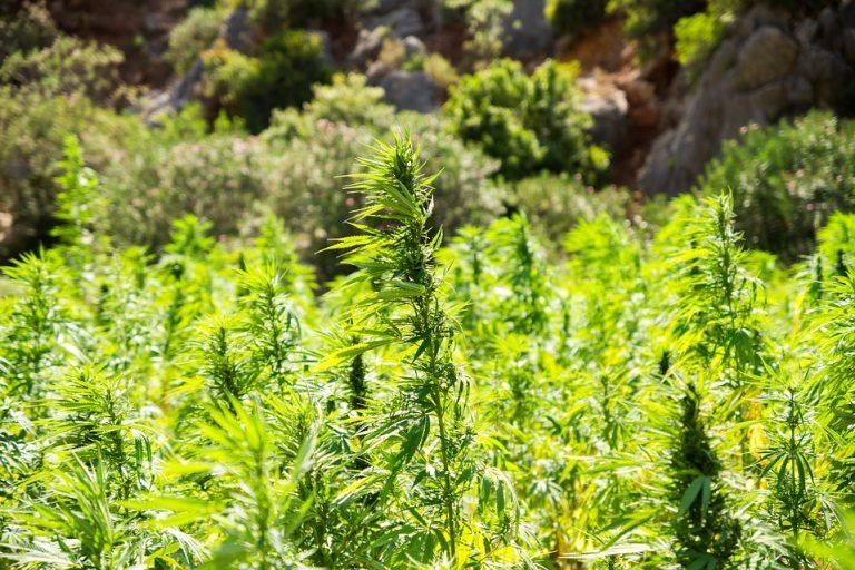 Cannabisfeld einer marokkanischen Landrasse im Atlasgebirge