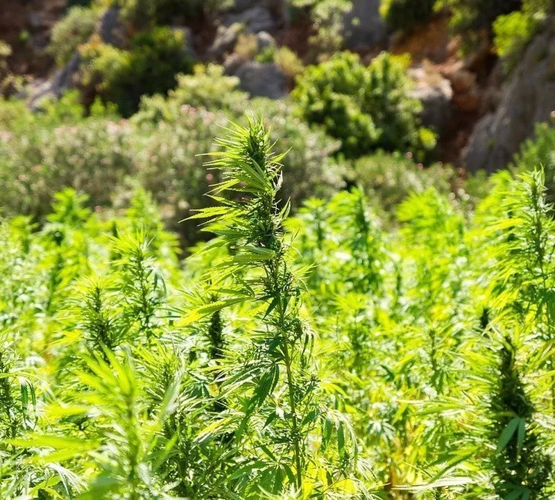 Cannabis-Landrassen aus verschiedenen Herkunftsregionen
