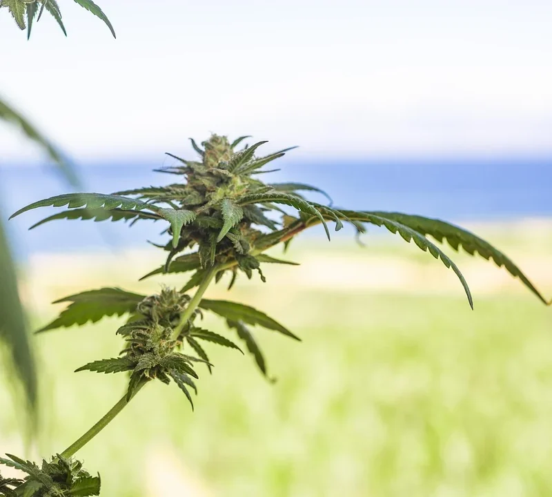 Cannabis im Outdoor-Anbau