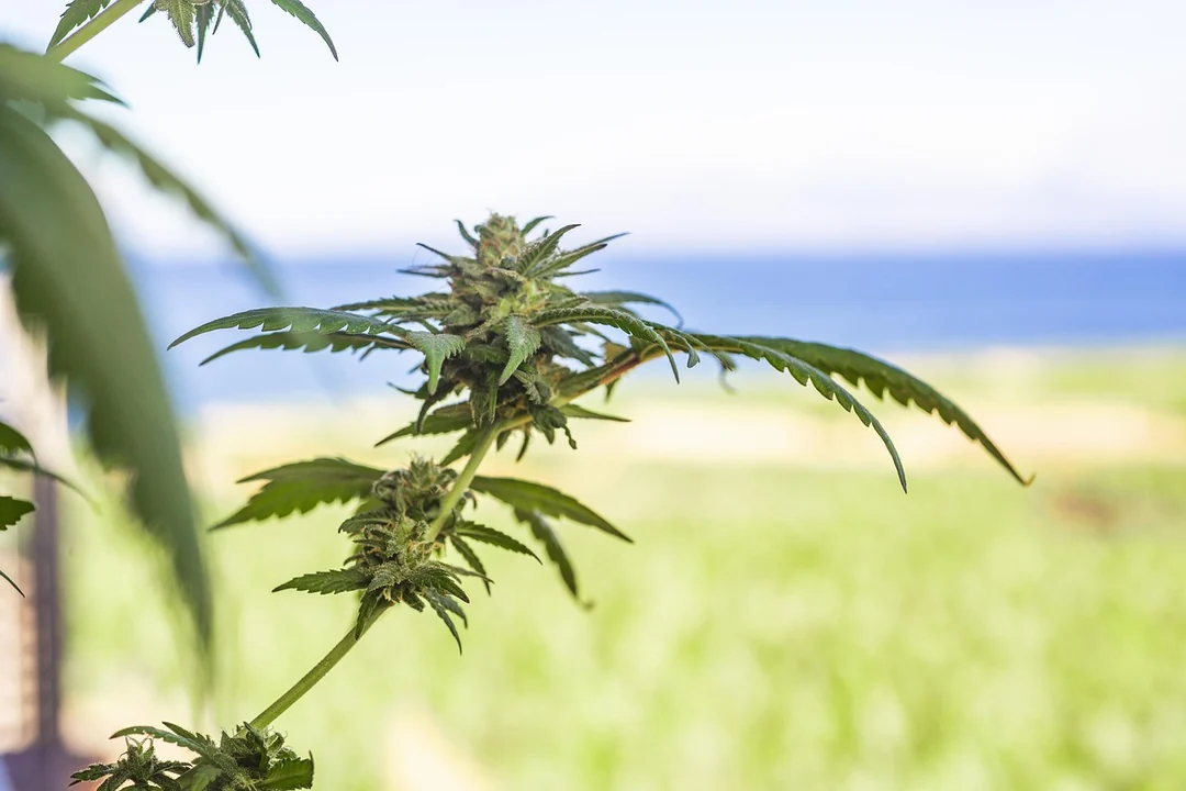 Cannabis im Outdoor-Anbau