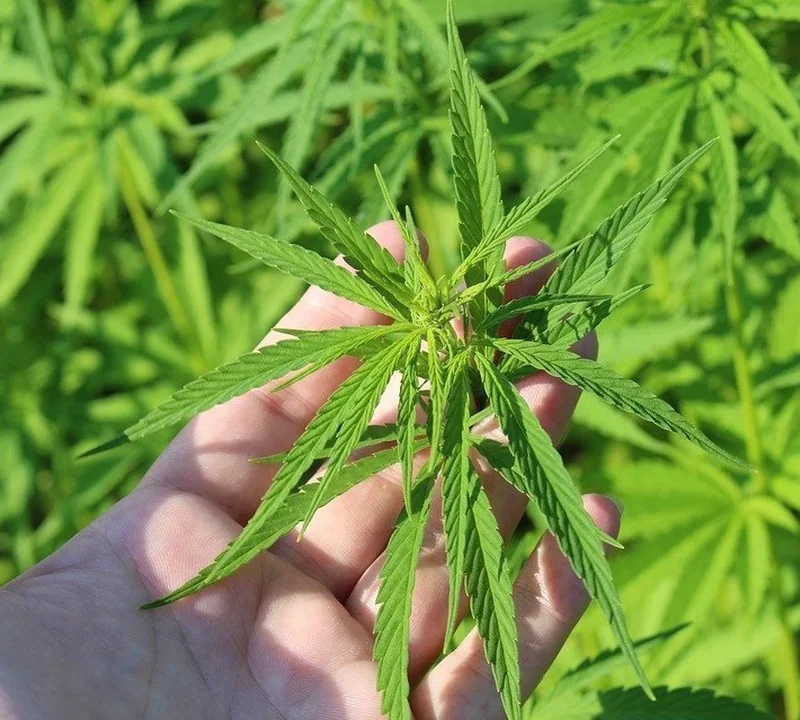 Cannabis-Pflanzenbedürfnisse und wichtige Grundlagen