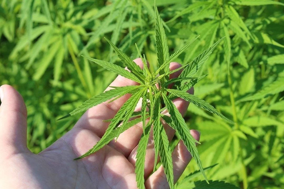 Cannabis-Pflanzenbedürfnisse und wichtige Grundlagen