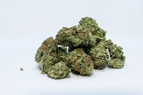 Cannabisblüten beim Aushärten