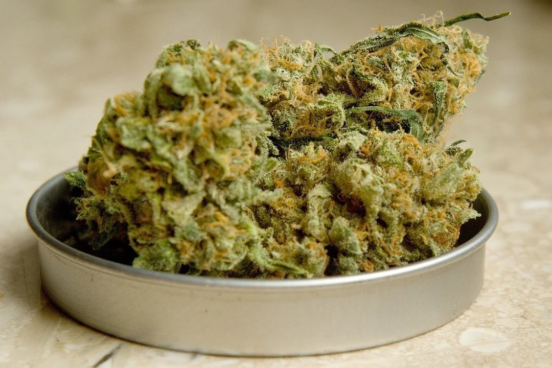 Cannabisblüten beim Trocknen
