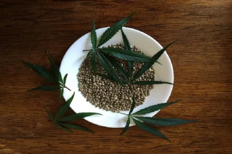 Reguläre Cannabissamen für Zucht und Eigenanbau