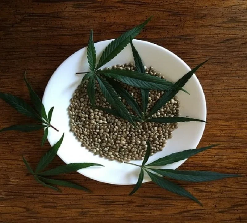 Reguläre Cannabissamen für Zucht und Eigenanbau