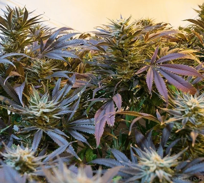 Cannabissamen für besonders ertragreiche Pflanzen