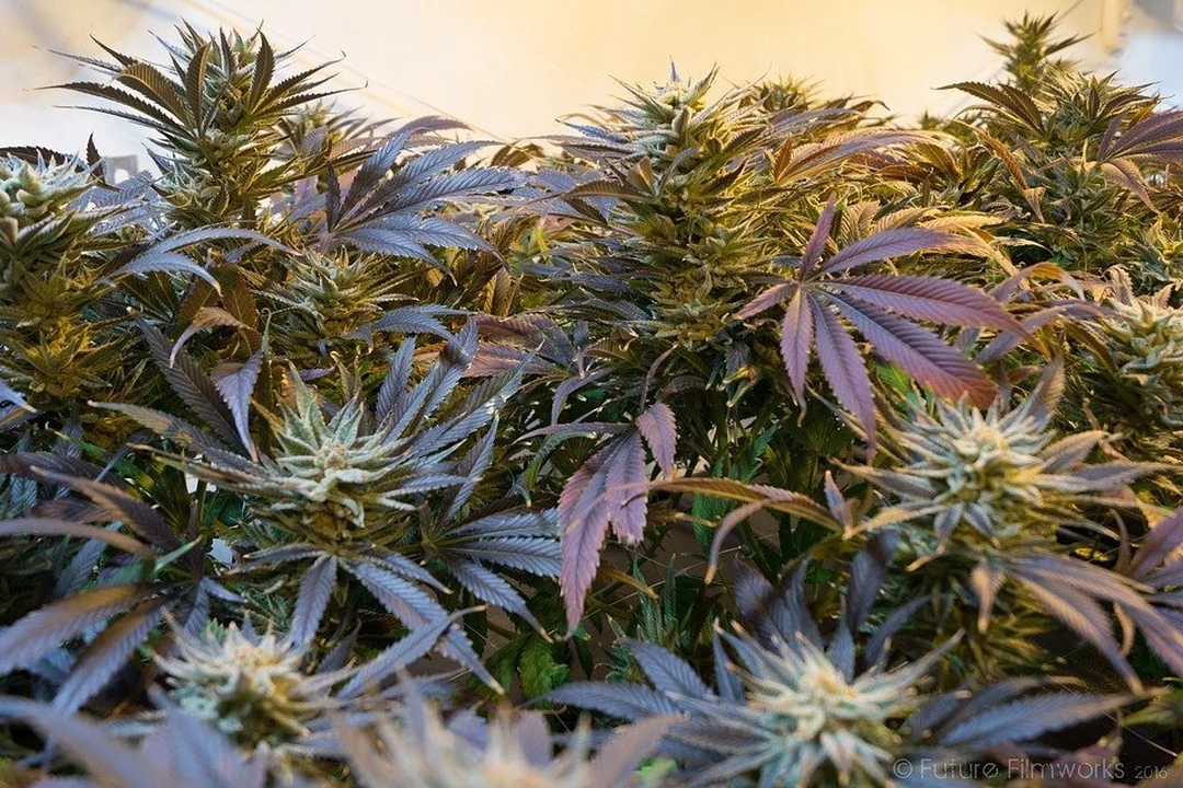 Cannabissamen für besonders ertragreiche Pflanzen