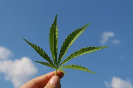 Cannabispflanze mit Stresssymptomen im Anbau