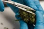 Hände in Handschuhen trimmen sorgfältig mit einer Schere Blätter von einer harzigen Cannabis-Blüte (Bud)