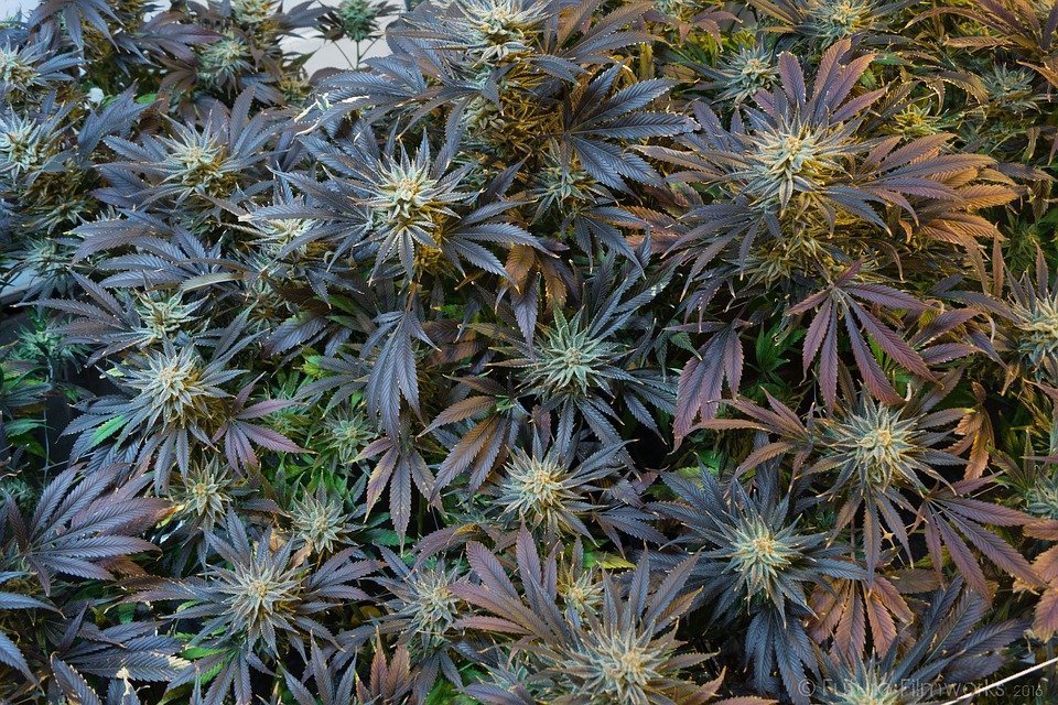 Blühende Hanfpflanze mit roten, Indica-artigen Hanfblättern, vielleicht von der Sorte "Roter Libanese"