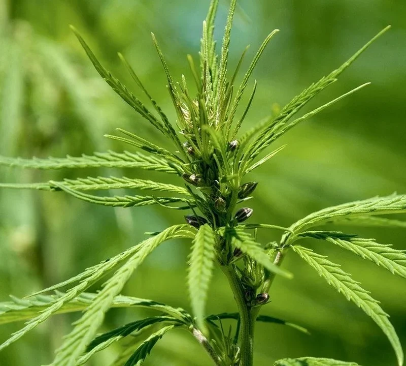 Männliche Hanfpflanze in der Blüte mit sichtbaren Blütenständen