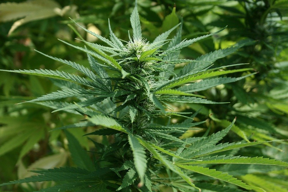 Selbst angebaute Hanfpflanze von einem Homegrower aus Colorado