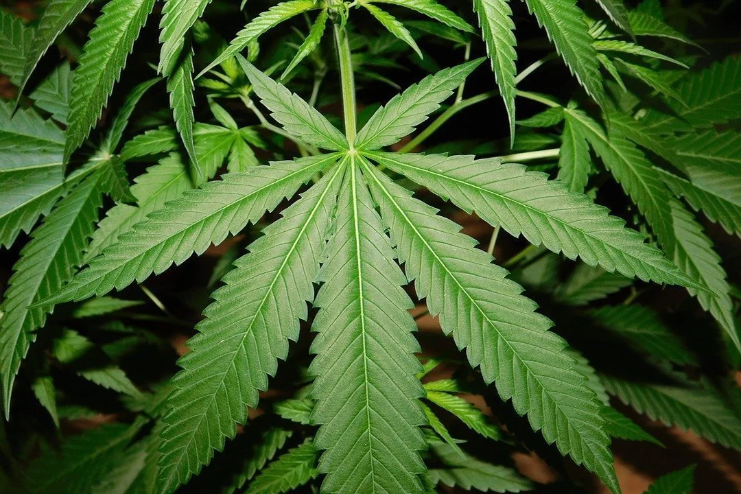 Sativa, Indica und Ruderalis im Vergleich