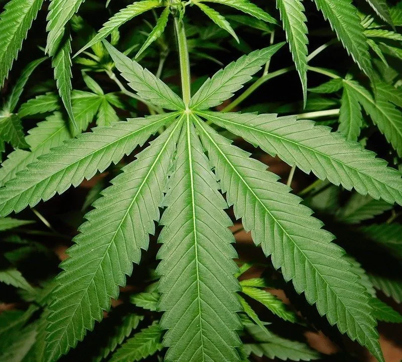 Sativa, Indica und Ruderalis im Vergleich